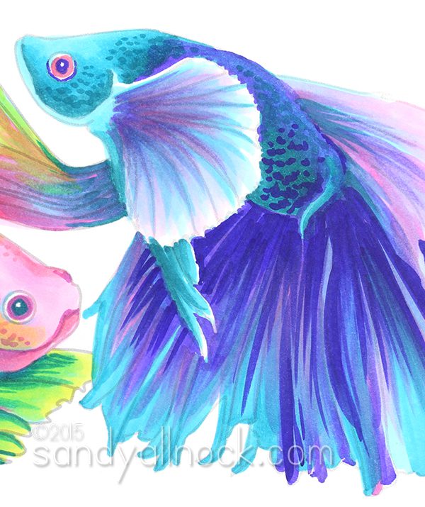 Sandy Allnock - Rainbow Betta Fish3