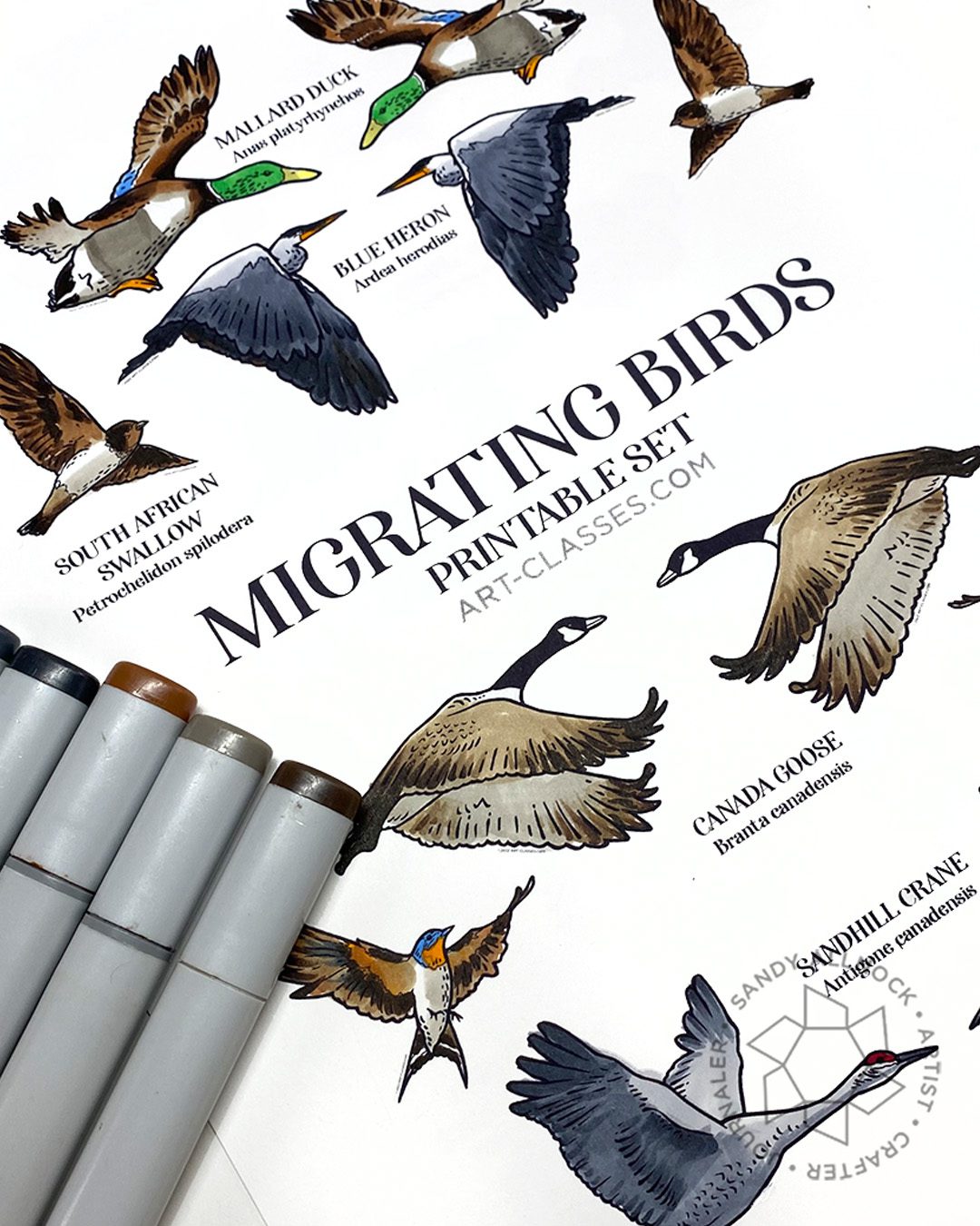 Sandy Allnock Migrating Bids CAS class 1