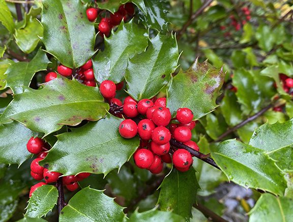 holly