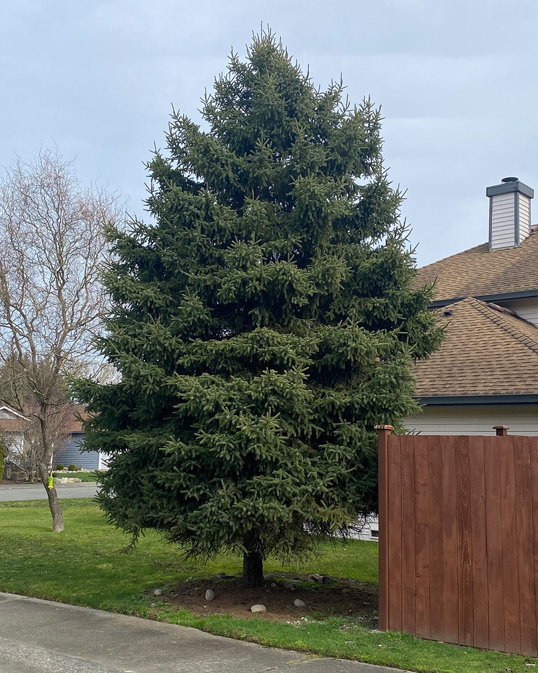 ©2024 Sandy Allnock tree 1