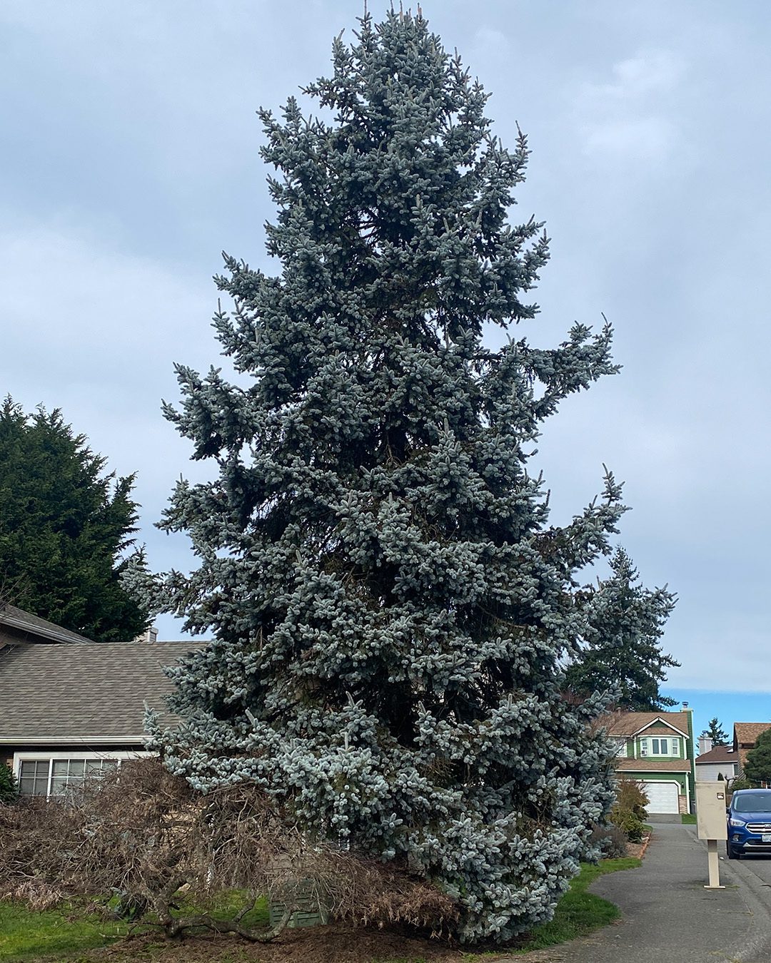 ©2024 Sandy Allnock tree 2