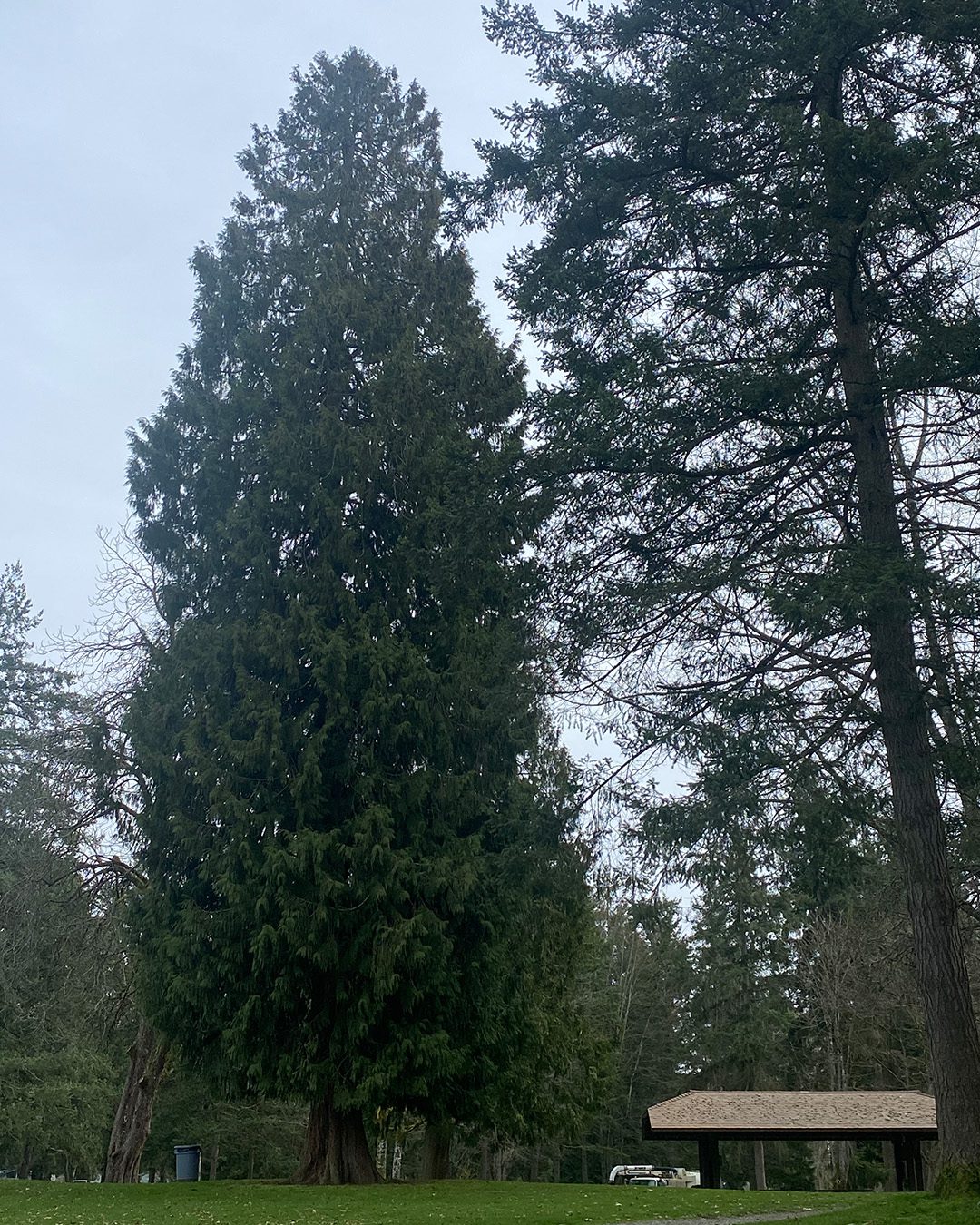 ©2024 Sandy Allnock tree 3