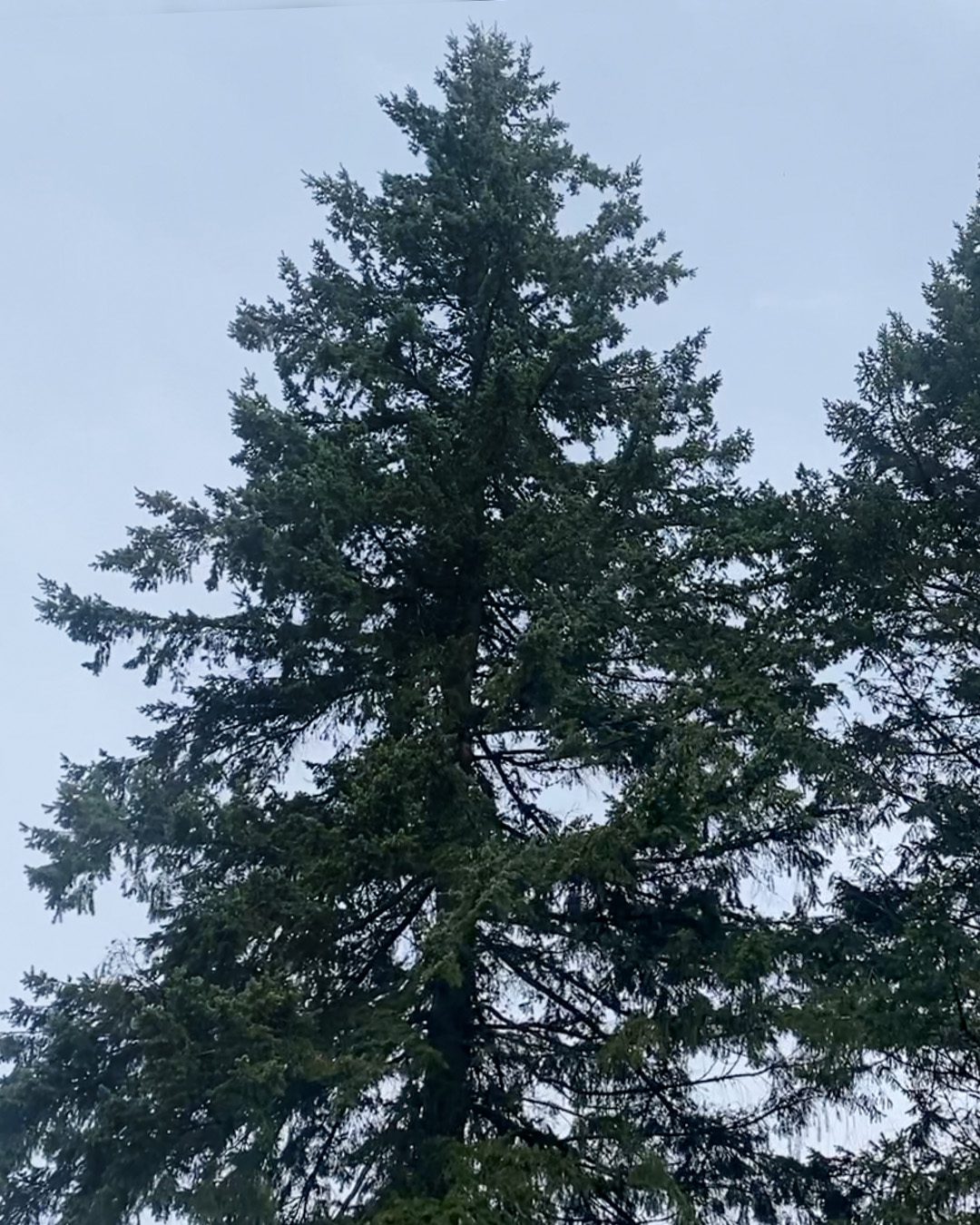 ©2024 Sandy Allnock tree 4