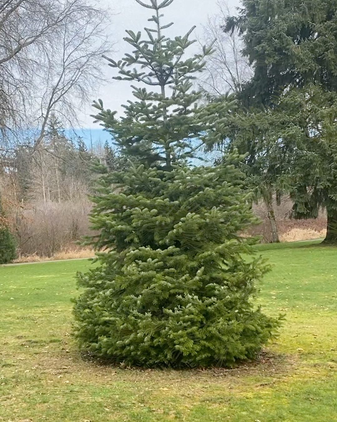 ©2024 Sandy Allnock tree 5