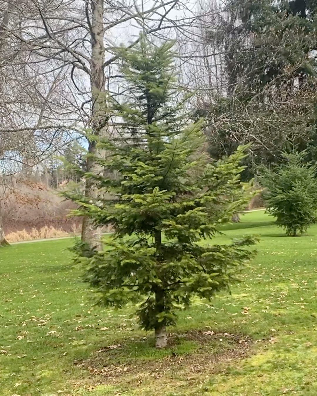 ©2024 Sandy Allnock tree 6