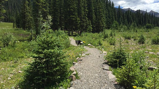 Perspective in Nature: Roads and Paths part 1