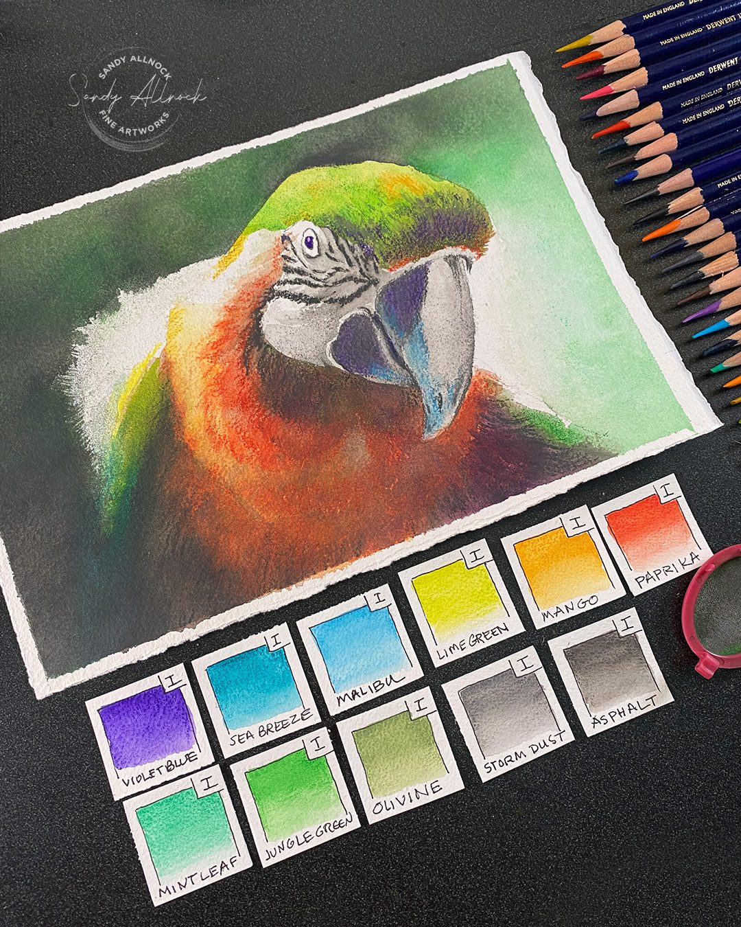 Sandy Allnock Inktense Pencil Techniques Parrot 2