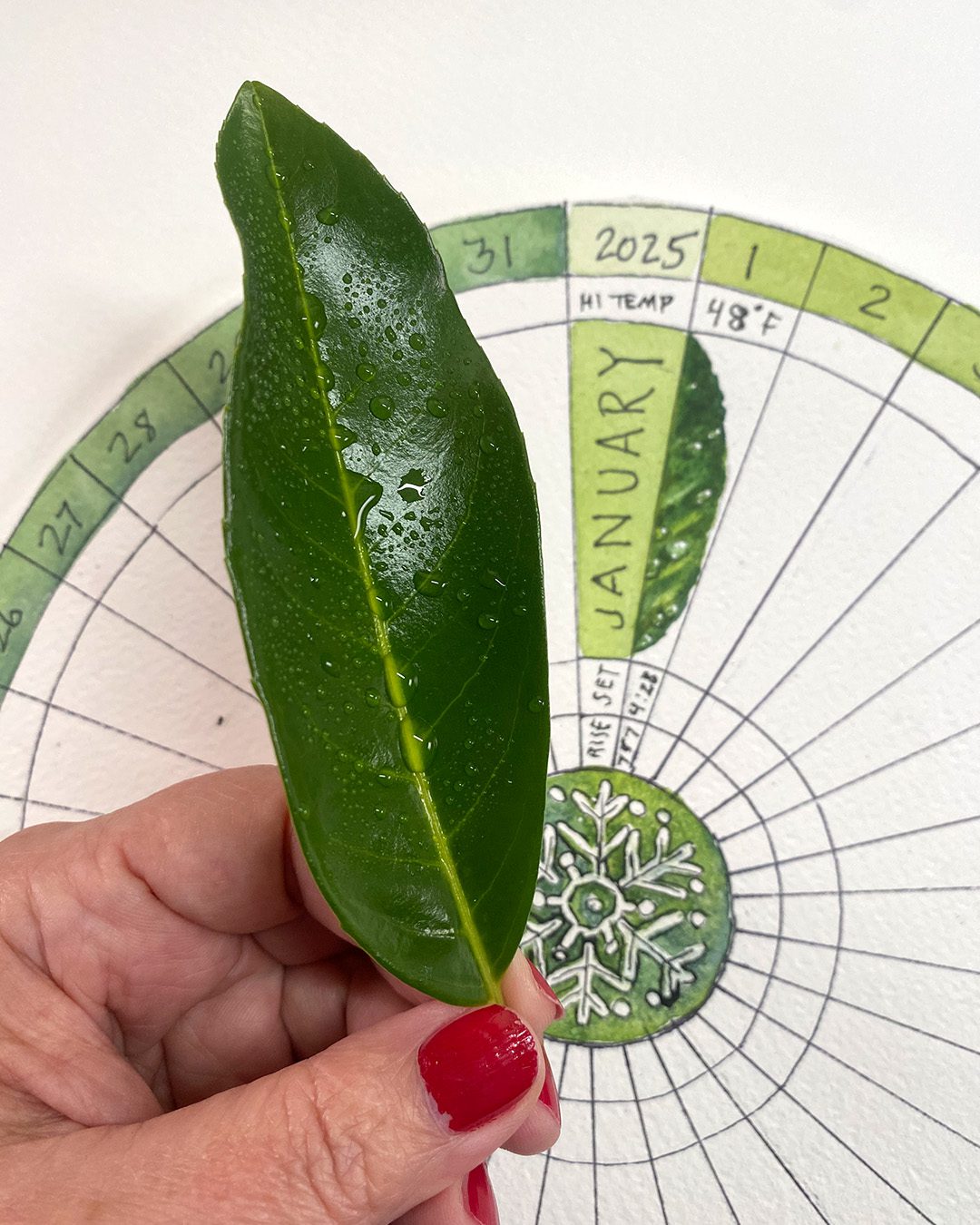 phenology 3