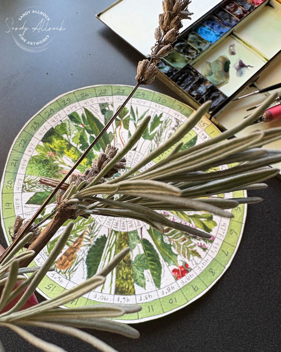 Sandy Allnock Phenology Update 2 a