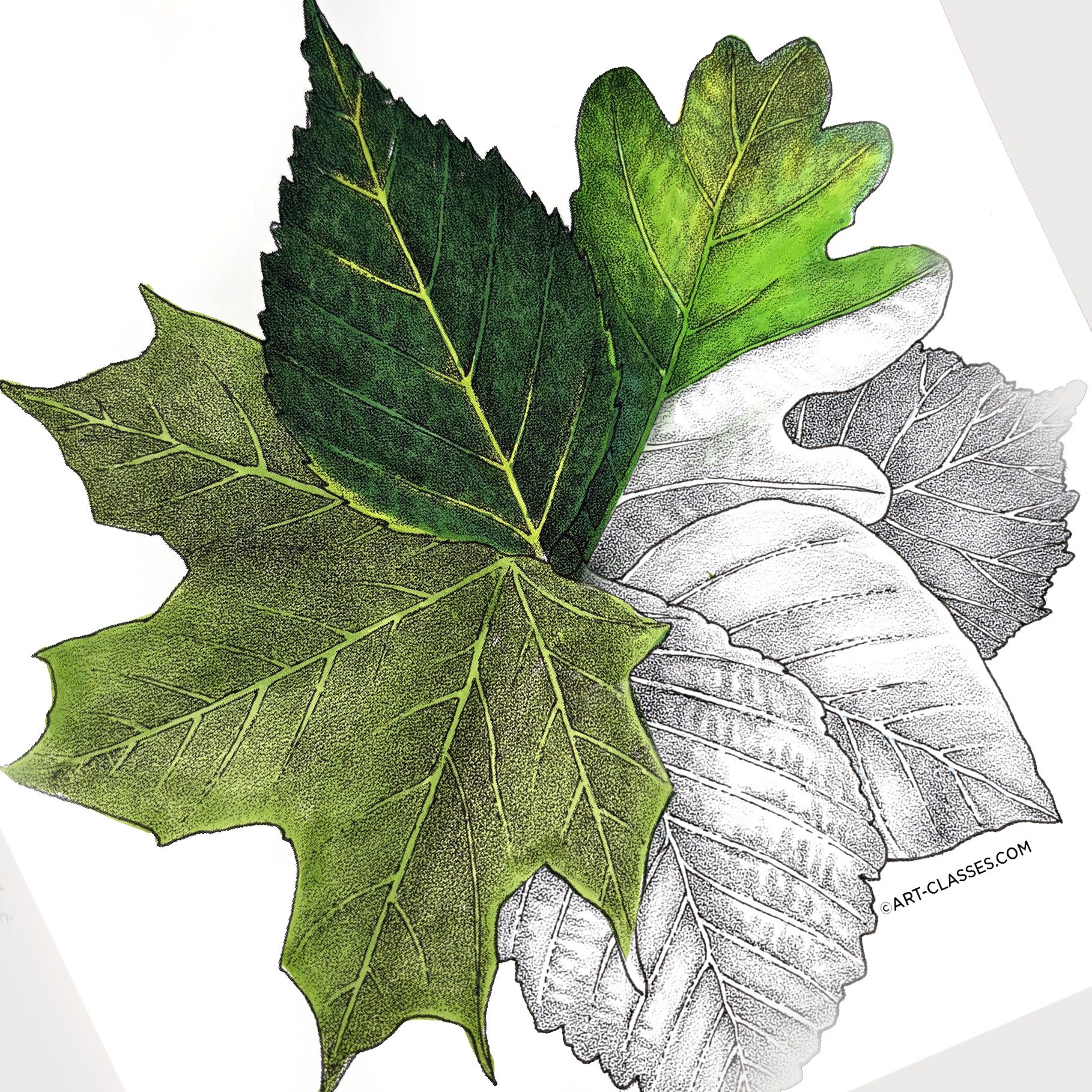 Leaf Circle
