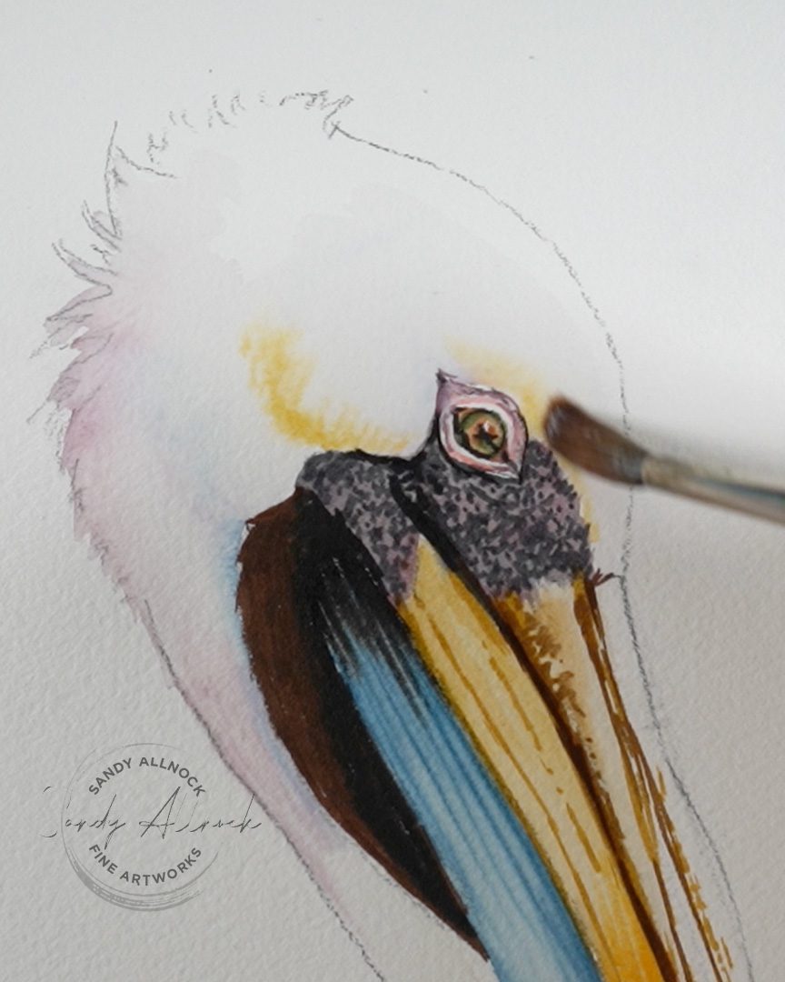 Sandy Allnock pelican 4