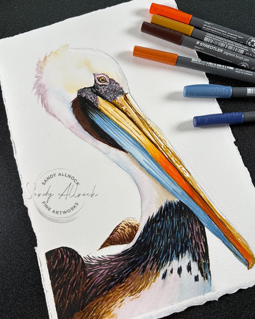 Sandy Allnock pelican 6